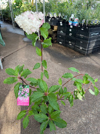 'Sundae Fraise' (Hydrangea paniculata) - Ladybird Nursery
