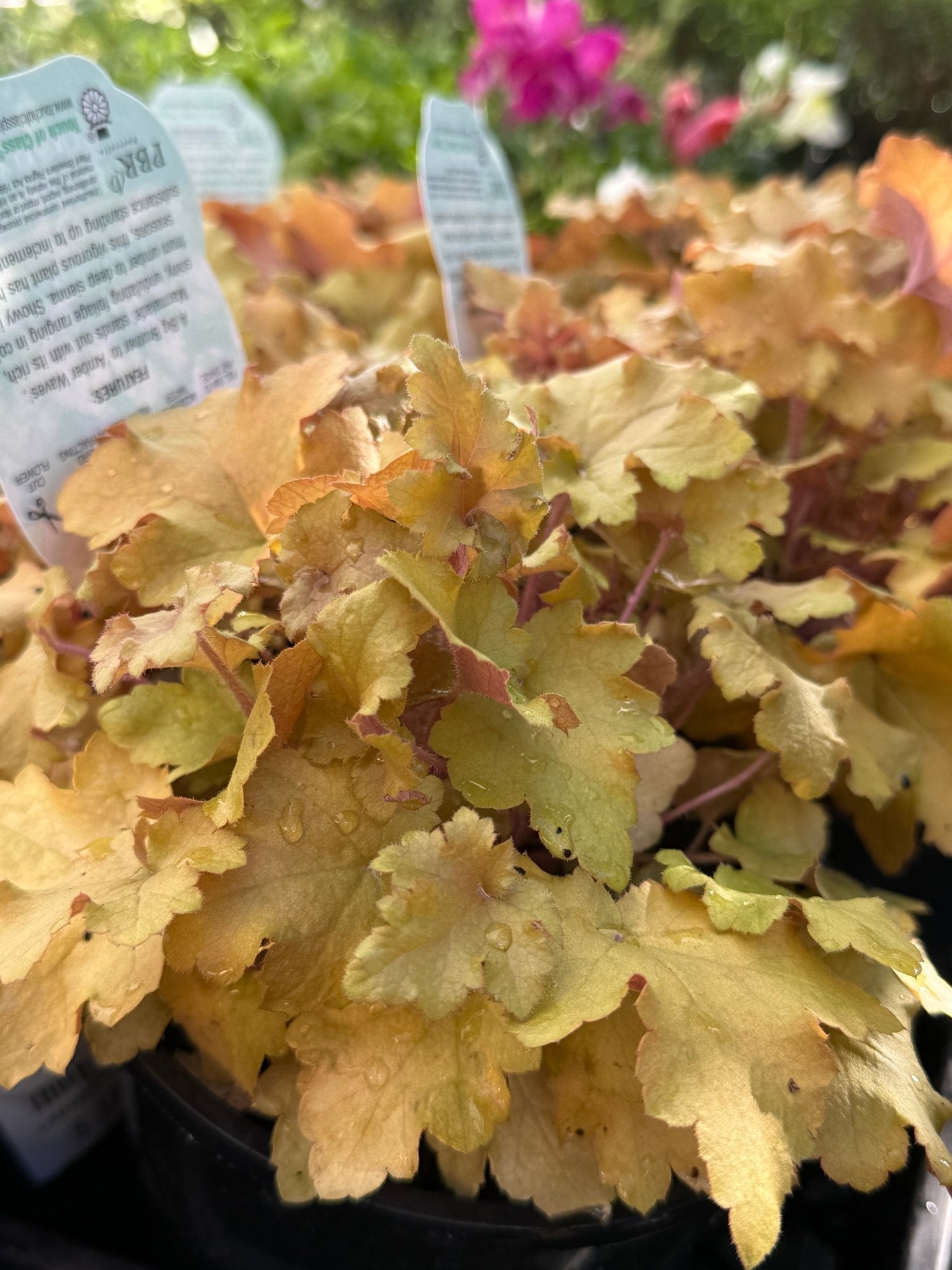 Heuchera 'Marmalade' - Ladybird Nursery