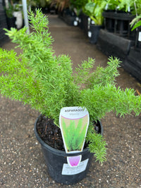 Fern 'Foxtail' (Asparagus densiflorus Meyersii) - Ladybird Nursery