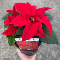 Poinsettia 'Red' (Euphorbia pulcherrima) - Ladybird Nursery