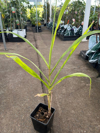 Sugarcane (QLD ONLY) - Ladybird Nursery