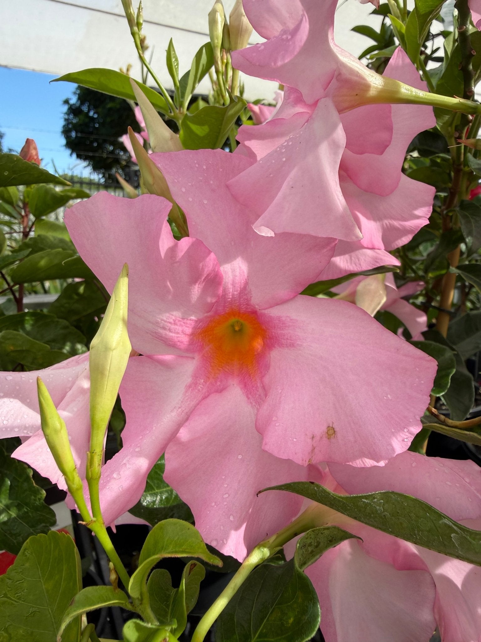 Mandevilla 'Tourmaline Rose' - Ladybird Nursery