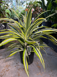 Dracaena 'Lemon Lime' Large - Ladybird Nursery