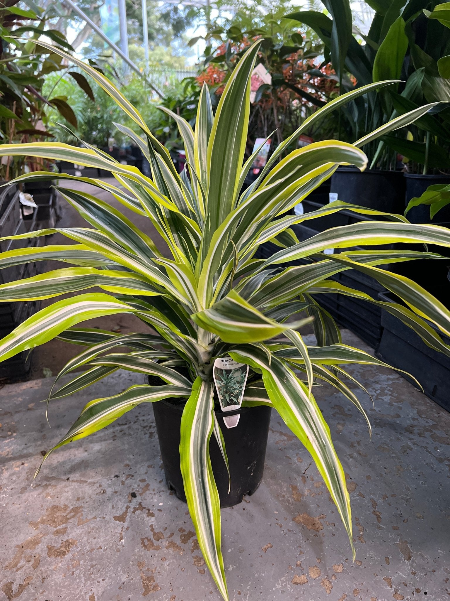 Dracaena 'Lemon Lime' Large - Ladybird Nursery
