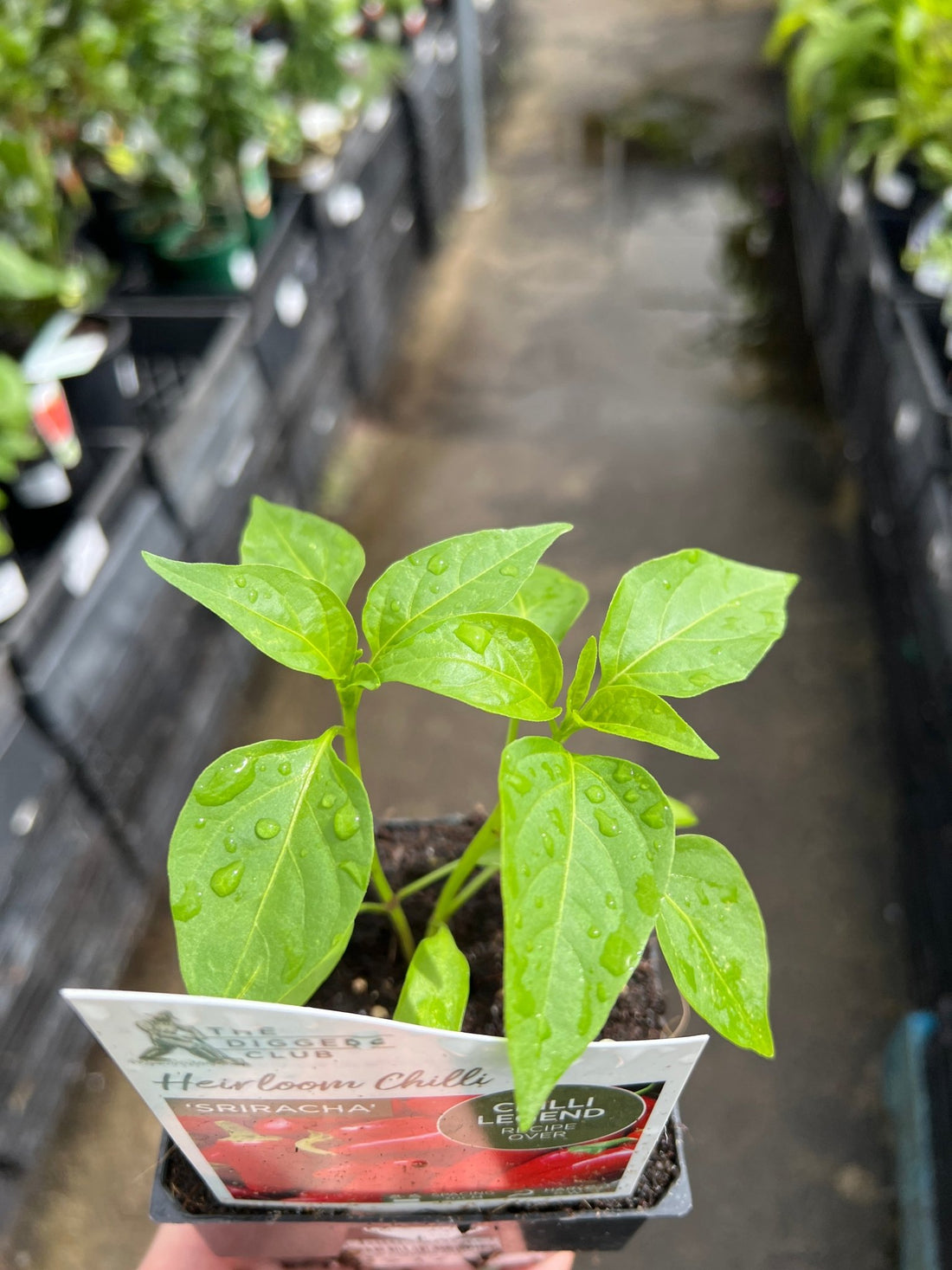 Chilli ‘Sriracha’ - Ladybird Nursery