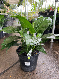 Peace Lily '7th Heaven' (Spathiphyllum) - Advanced (PICKUP ONLY) - Ladybird Nursery