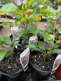 Hardenbergia ‘Happy Wanderer’ (Hardenbergia violacea) - Ladybird Nursery