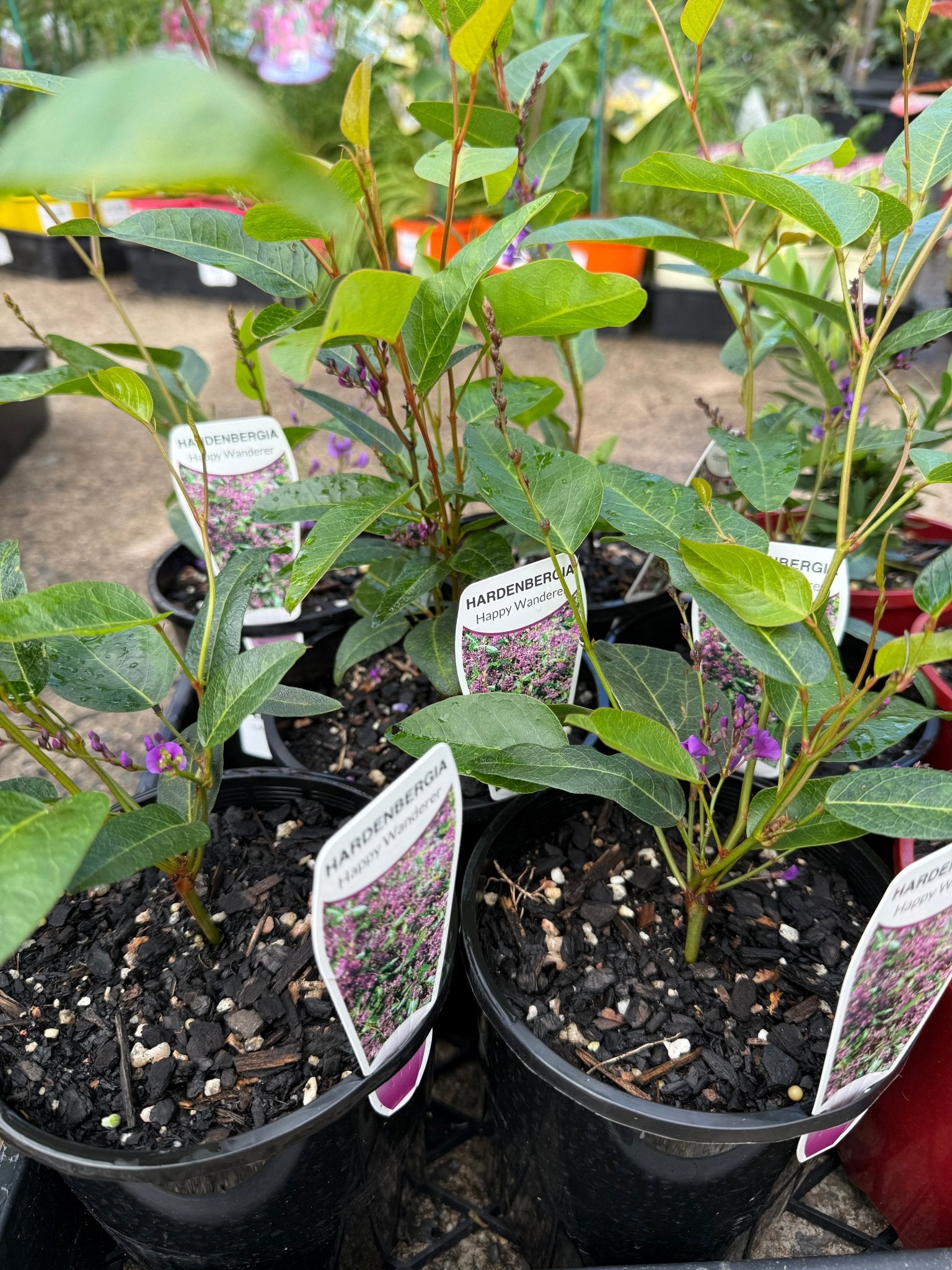 Hardenbergia ‘Happy Wanderer’ (Hardenbergia violacea) - Ladybird Nursery