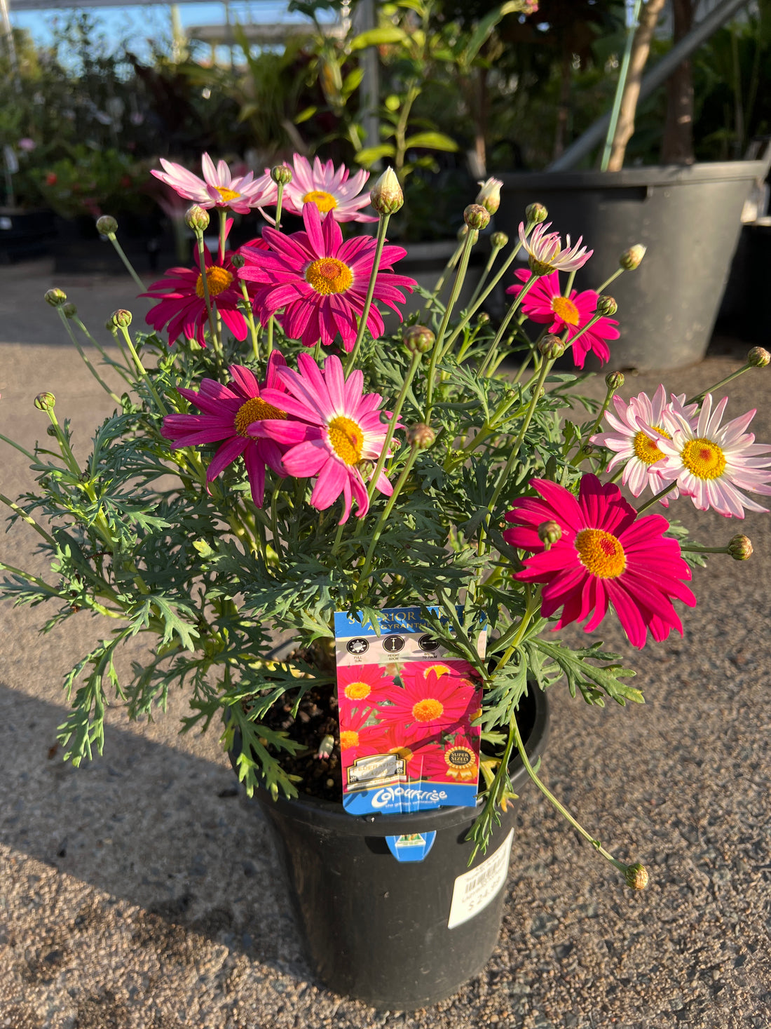 Argyranthemum 'Superior Purple' - Large