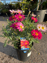 Argyranthemum 'Superior Purple' - Large