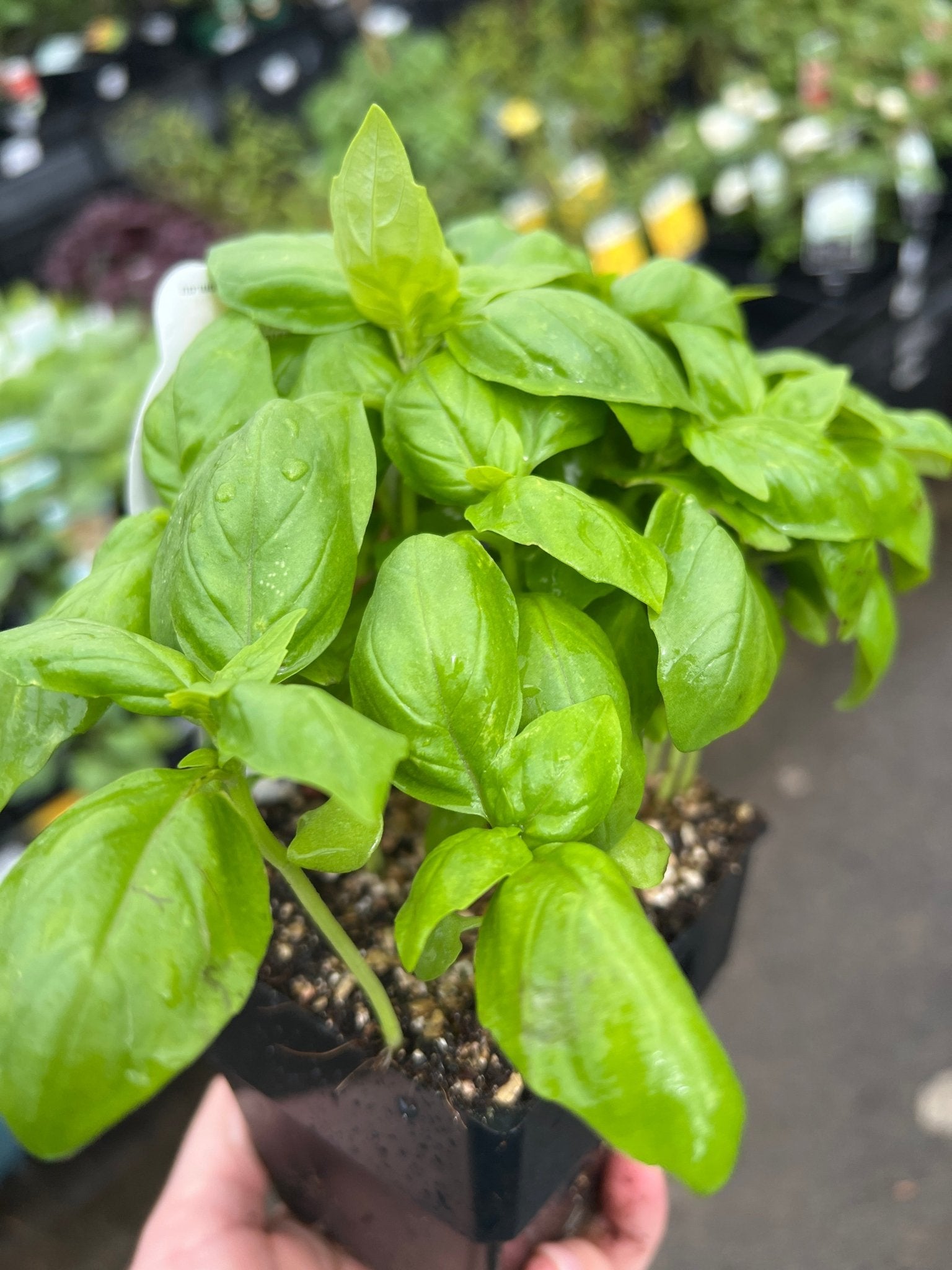 Basil 'Sweet' (PICKUP ONLY) - Ladybird Nursery
