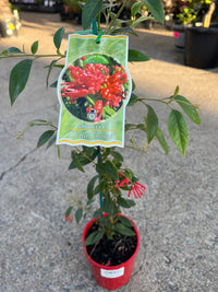 Grevillea 'Deua Flame' - Ladybird Nursery