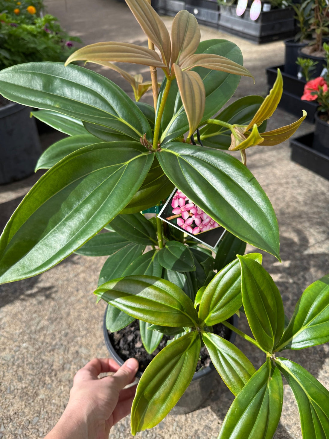 Dwarf Medinilla (Medinilla myriantha) - Ladybird Nursery