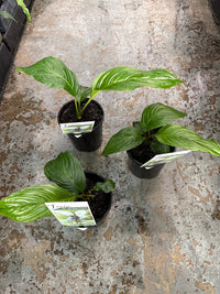 White Bat Plant (Tacca chantrieri) - Ladybird Nursery