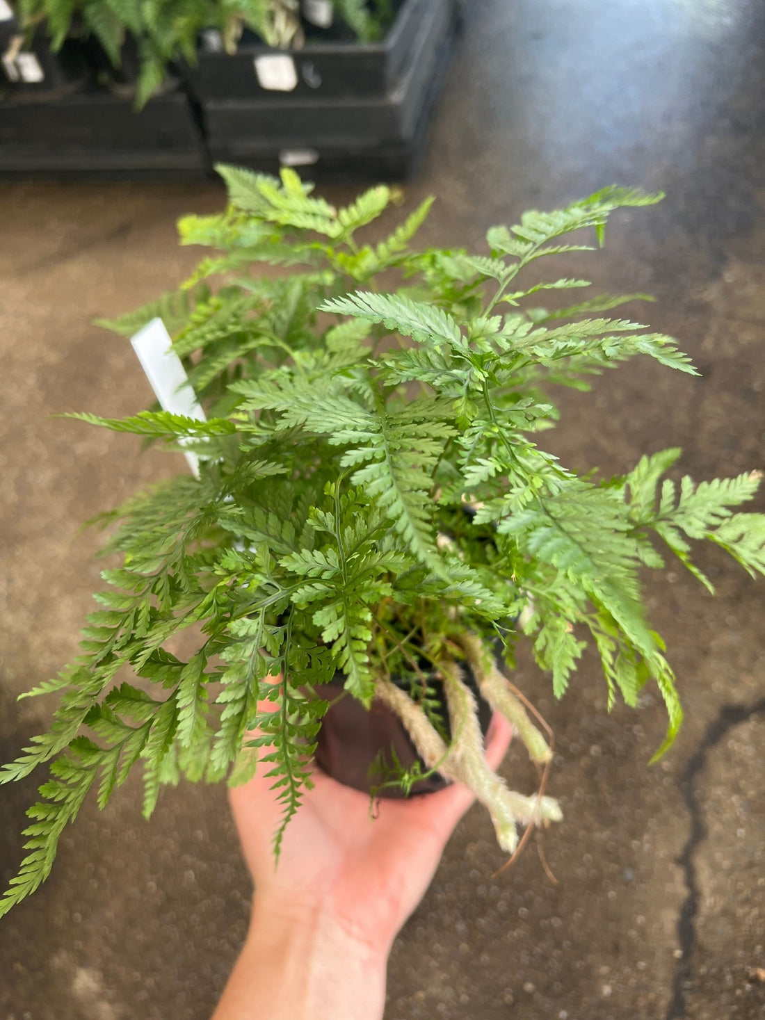 Silver Hare's Foot Fern (Humata) - Ladybird Nursery