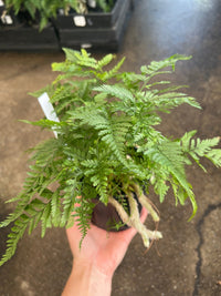 Silver Hare's Foot Fern (Humata) - Ladybird Nursery