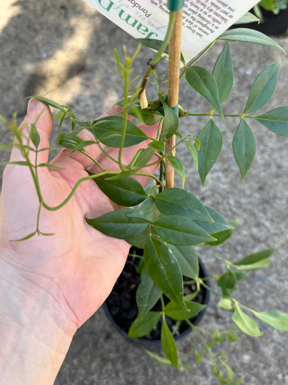 Bower Vine 'Jam Drops' (Pandorea jasminoides) - Ladybird Nursery