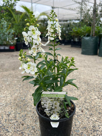 Archangel 'White' (Angelonia) - Ladybird Nursery