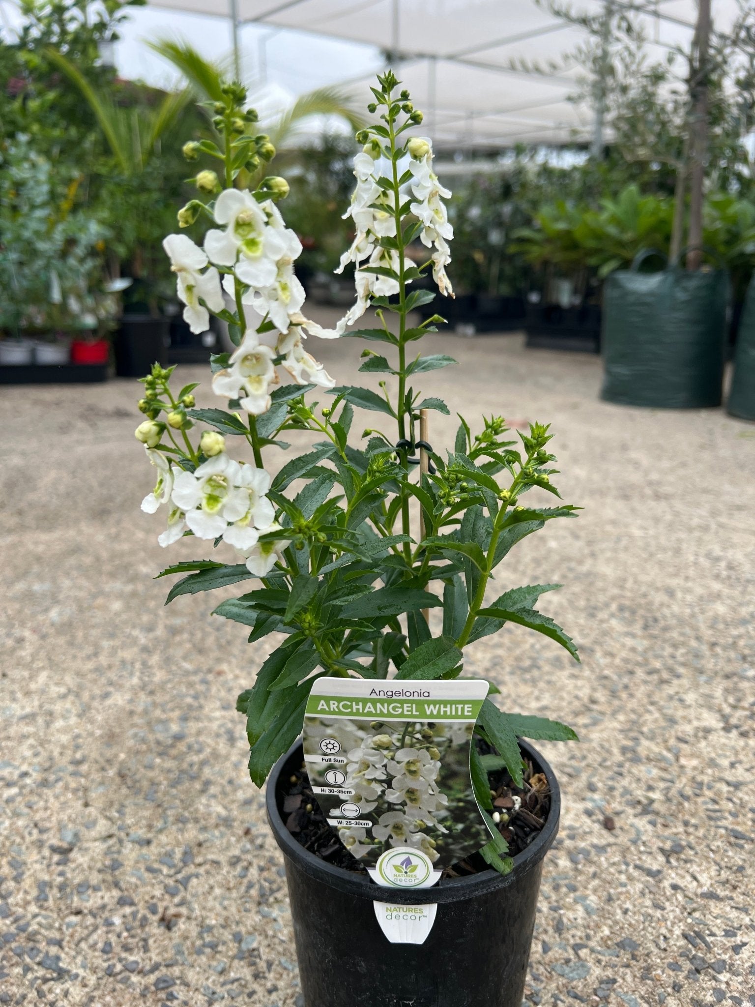 Archangel 'White' (Angelonia) - Ladybird Nursery