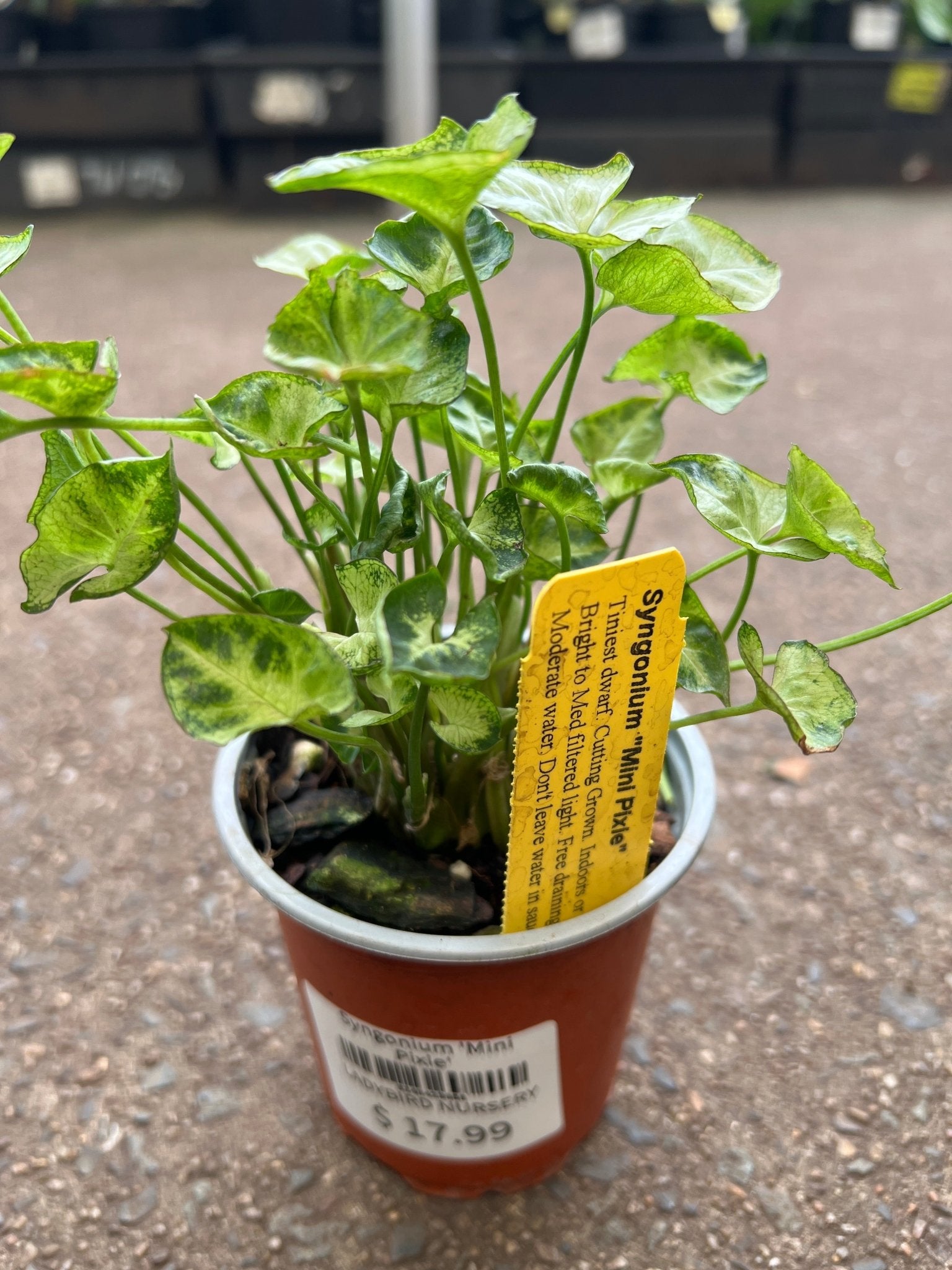 Syngonium 'Mini Pixie' - Ladybird Nursery