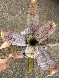 Bromeliad (Neoregelia Pauciflora) - Ladybird Nursery