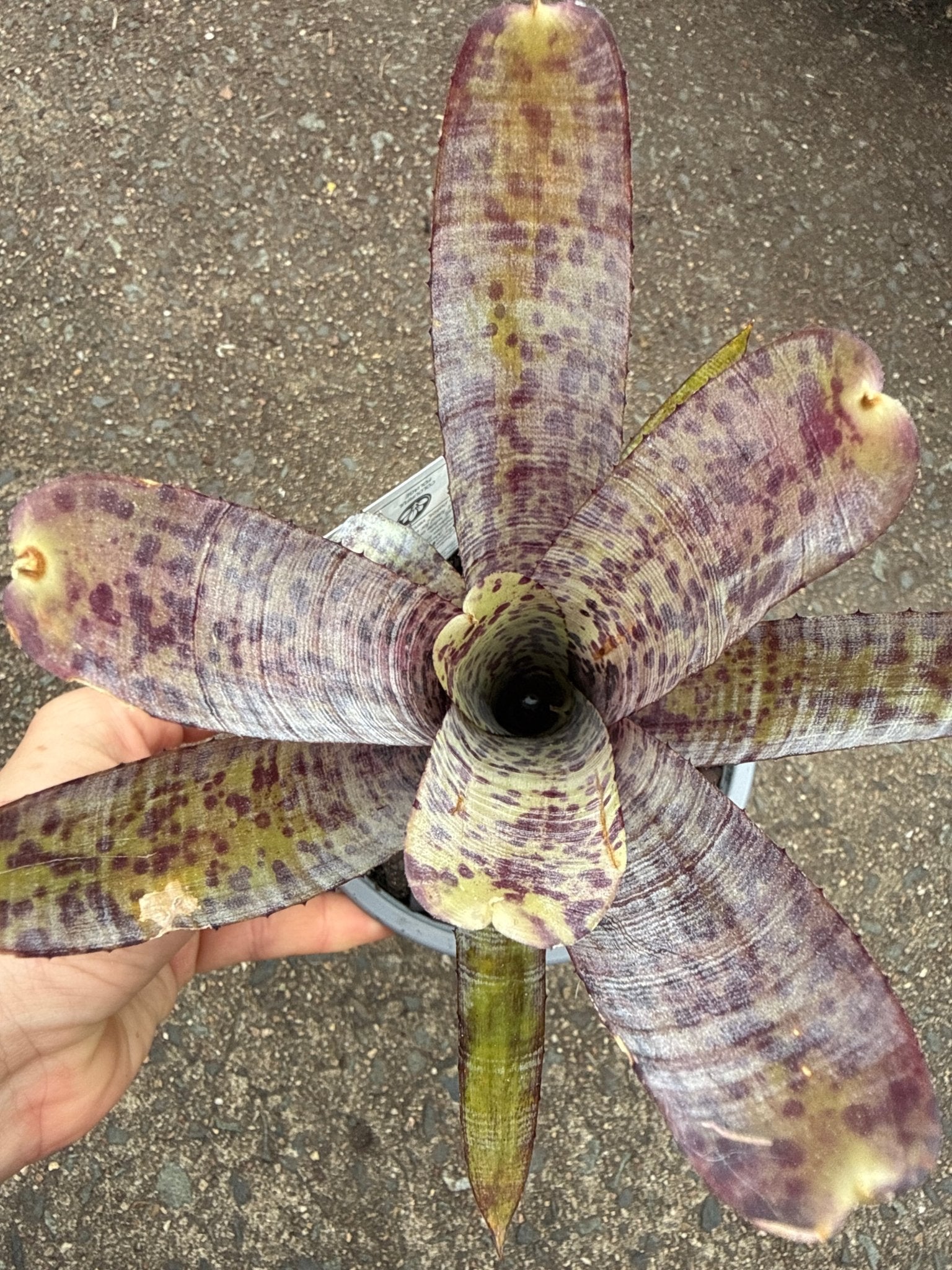 Bromeliad (Neoregelia Pauciflora) - Ladybird Nursery