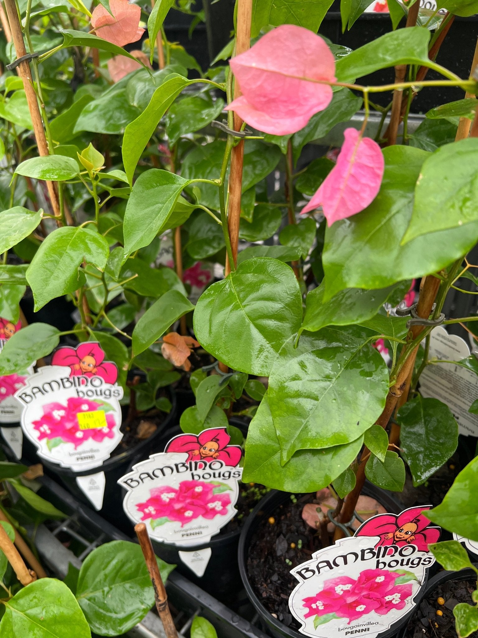 Bougainvillea 'Penni' (Bougainvillea Bambino™) - Ladybird Nursery