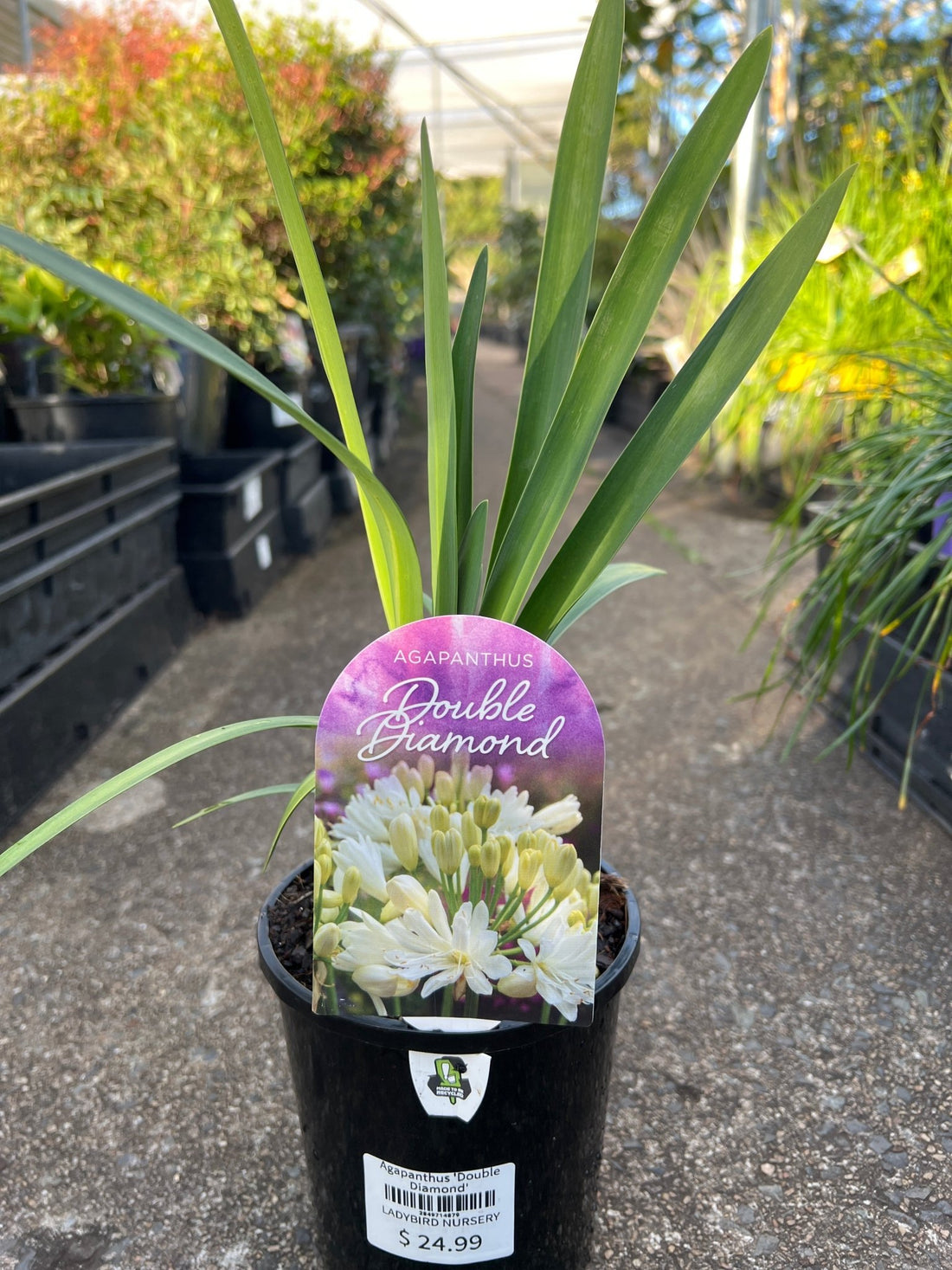 Agapanthus 'Double Diamond' - Ladybird Nursery