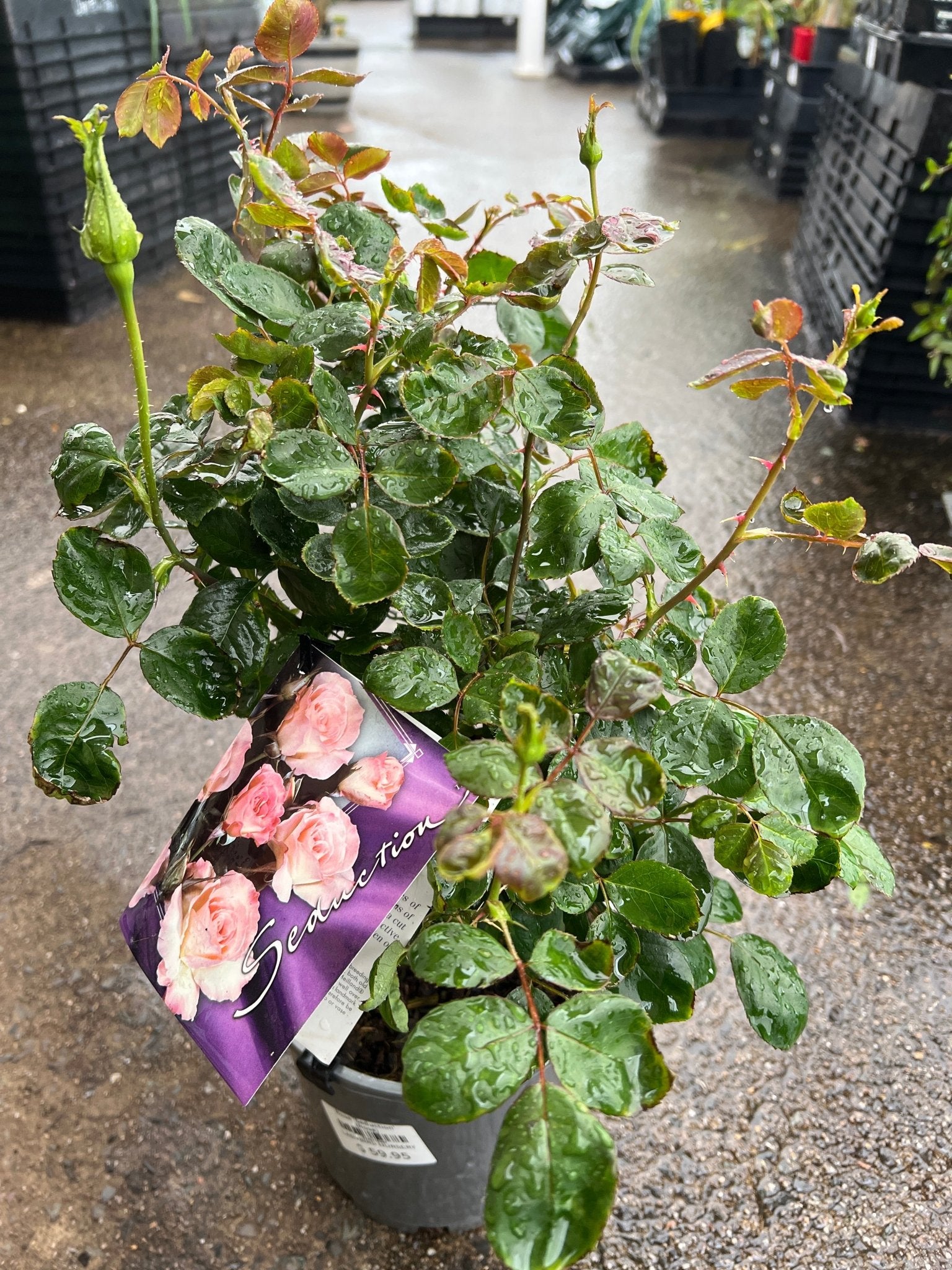 Rose 'Seduction' (Rosa) - Ladybird Nursery