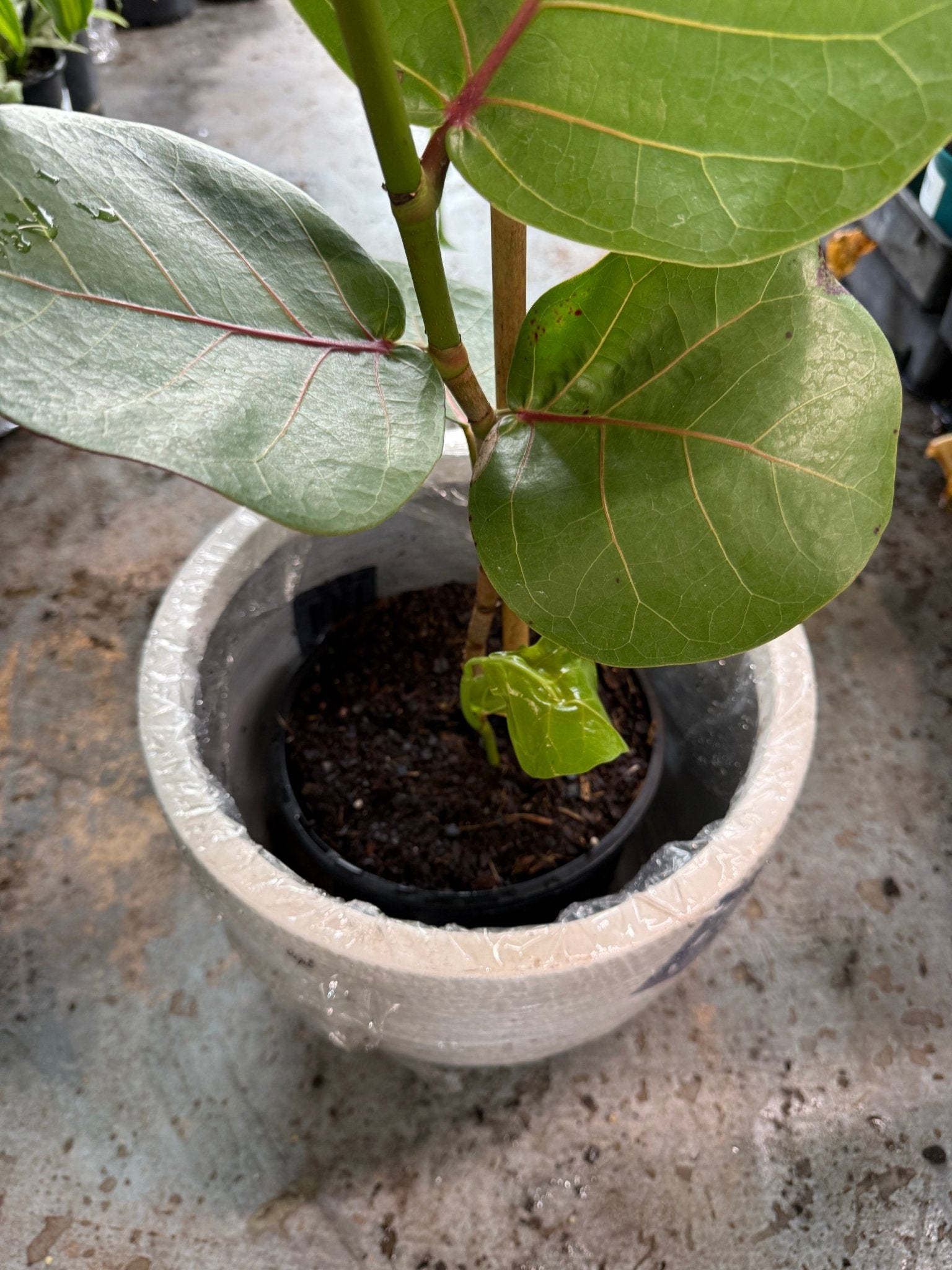 Pot 'Slate Egg White' Size 4 (PICK UP ONLY) - Ladybird Nursery