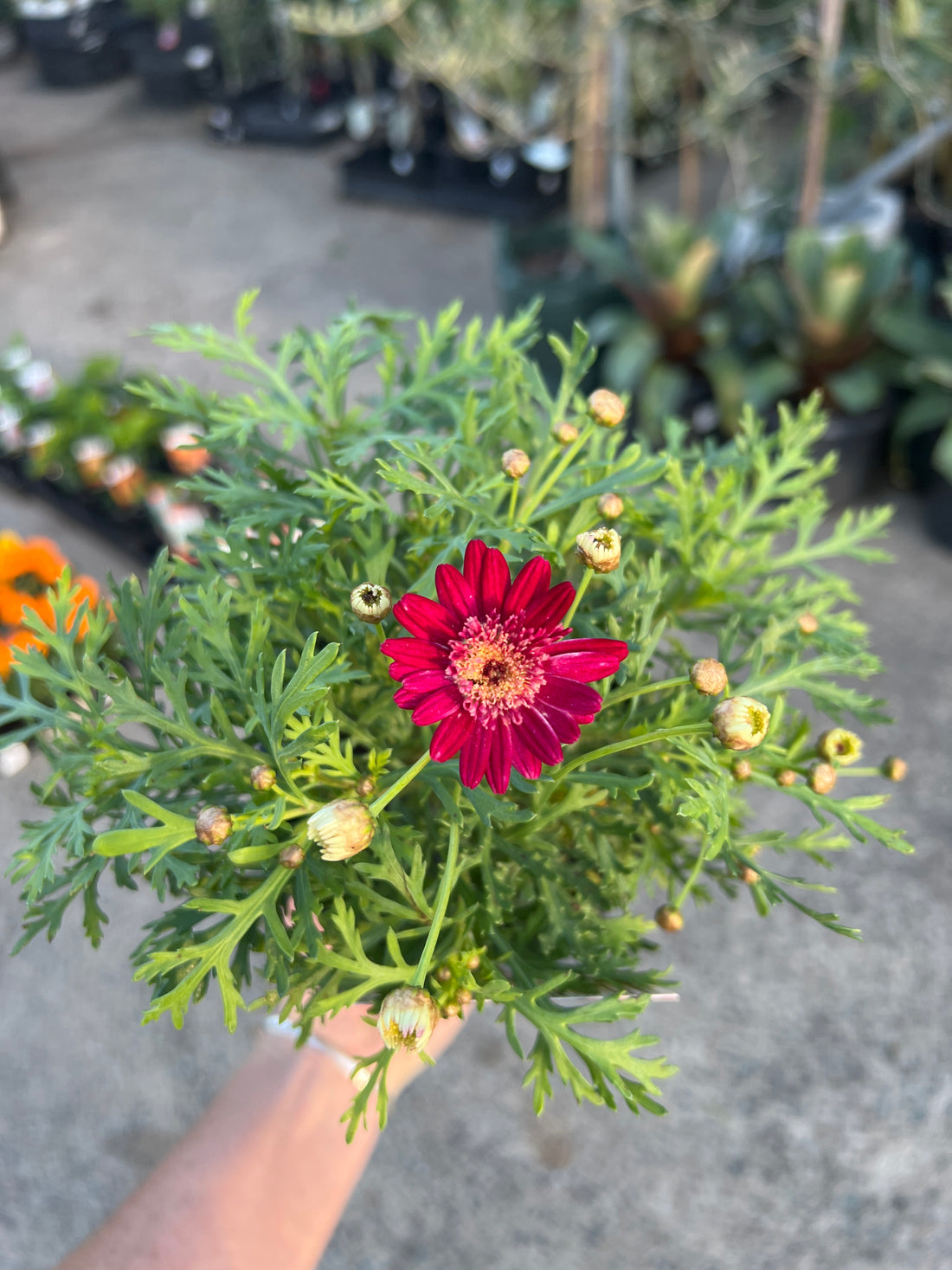 Daisy 'Ruby Queen' (Argyranthemum)