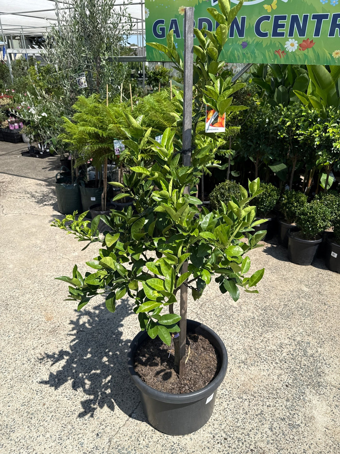 Mandarin Ellendale 500mm (PICK UP ONLY) - Ladybird Nursery