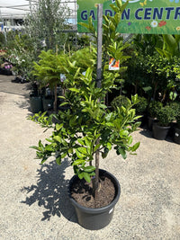 Mandarin Ellendale 500mm (PICK UP ONLY) - Ladybird Nursery