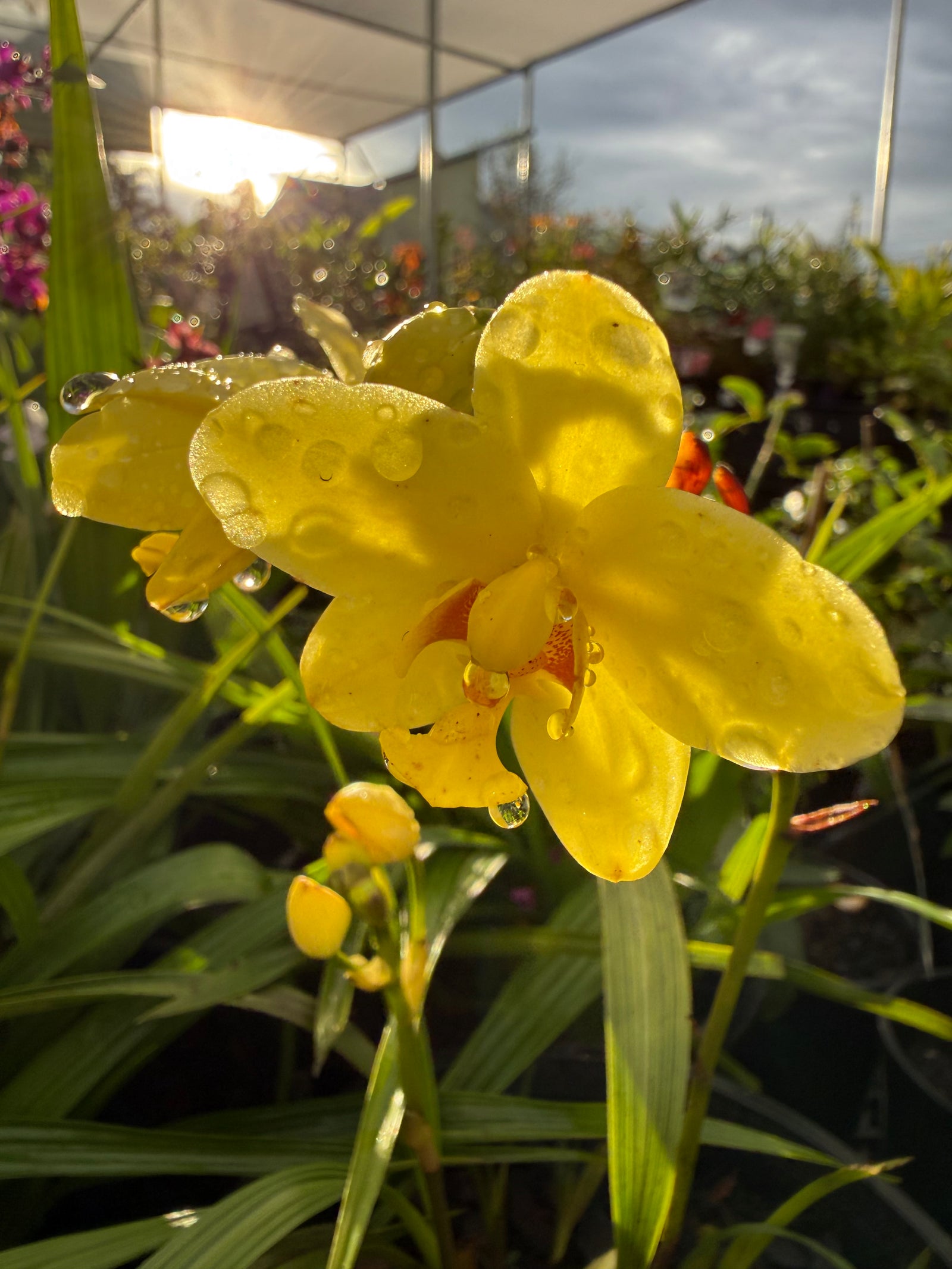 Ground Orchid 'Yellow' (Spathoglottis)