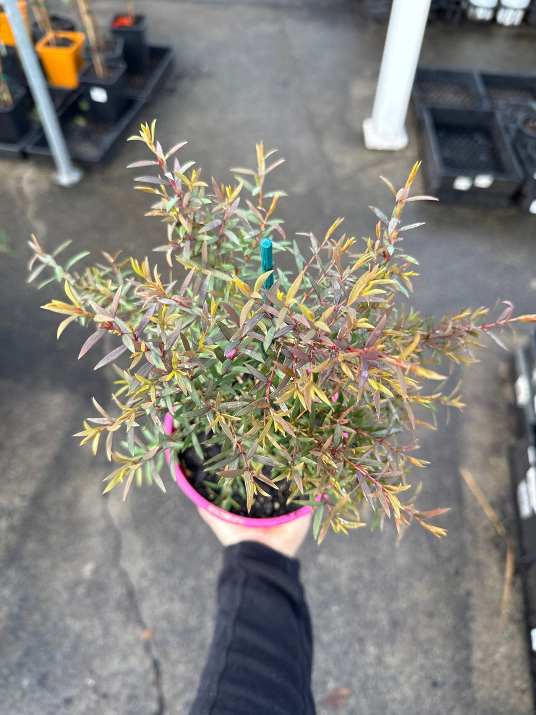 Melaleuca 'Little Red' (Melaleuca linariifolia) - Ladybird Nursery