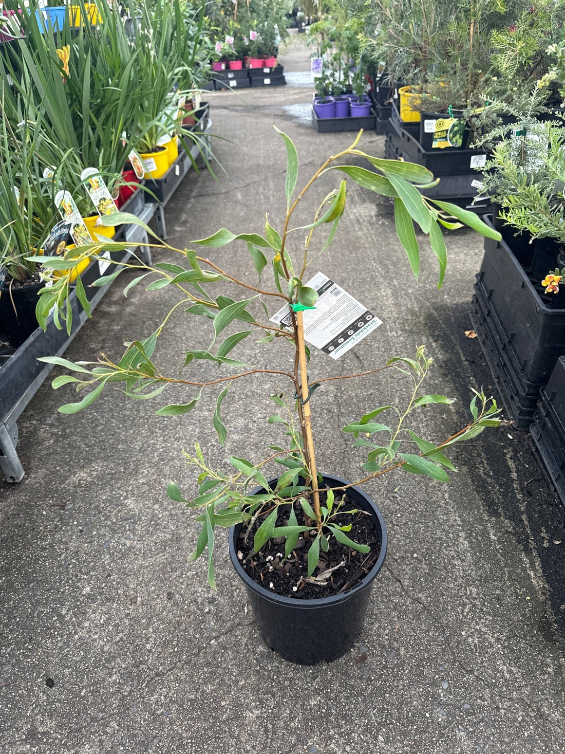 Hakea 'Stockdale Sensation' LARGE (Hakea laurina) - Ladybird Nursery