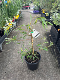 Hakea 'Stockdale Sensation' LARGE (Hakea laurina) - Ladybird Nursery