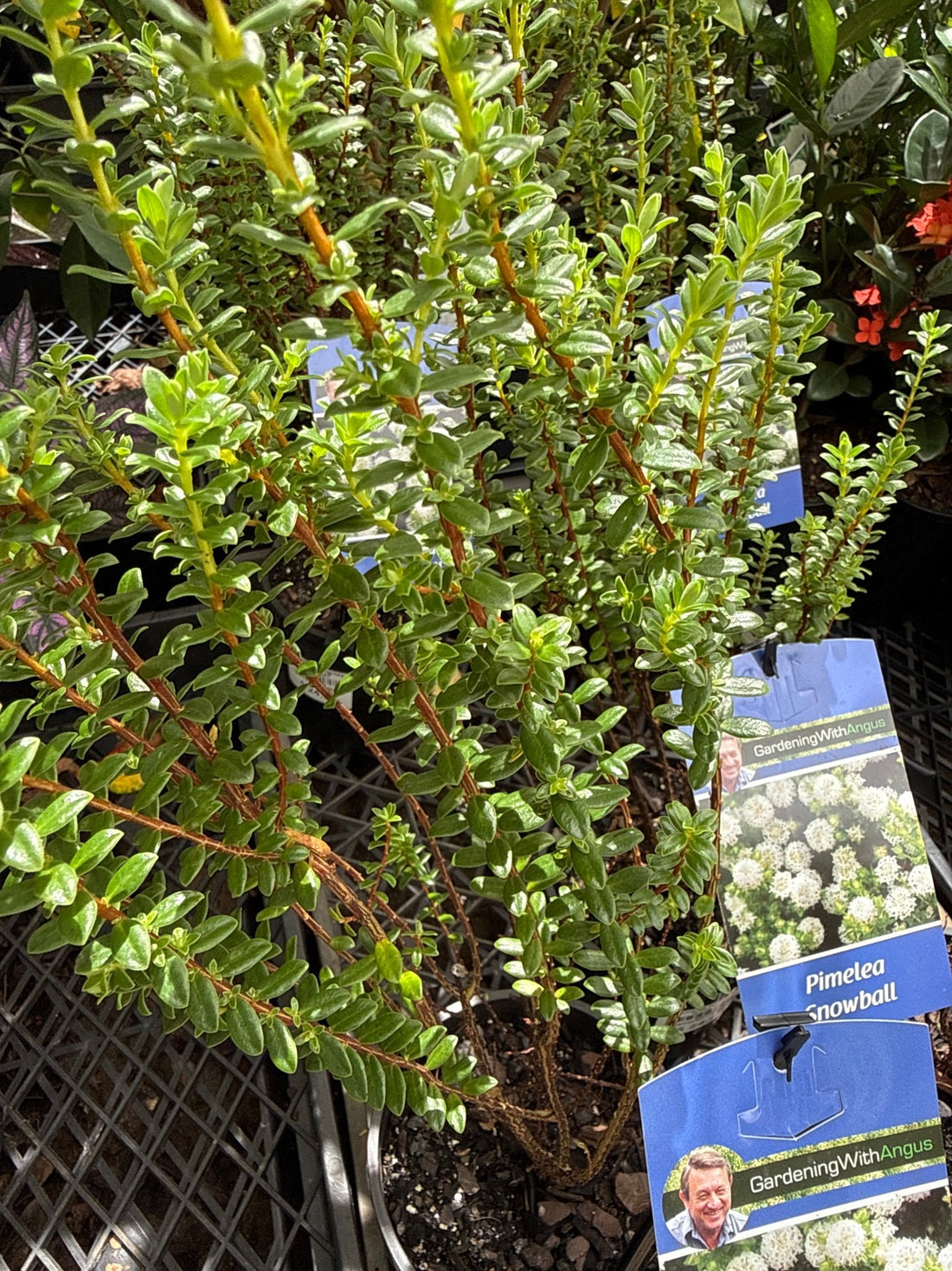 Pimelea ferruginea 'Snowball' - Ladybird Nursery