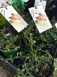 Green Sapphire Finger Lime (QLD Only) - Ladybird Nursery