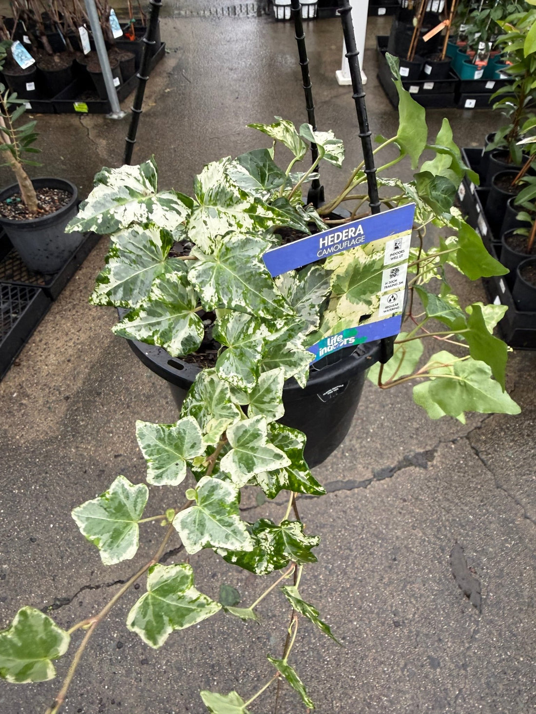 English Ivy 'Camouflage' (Hedera) in Hanger - Ladybird Nursery