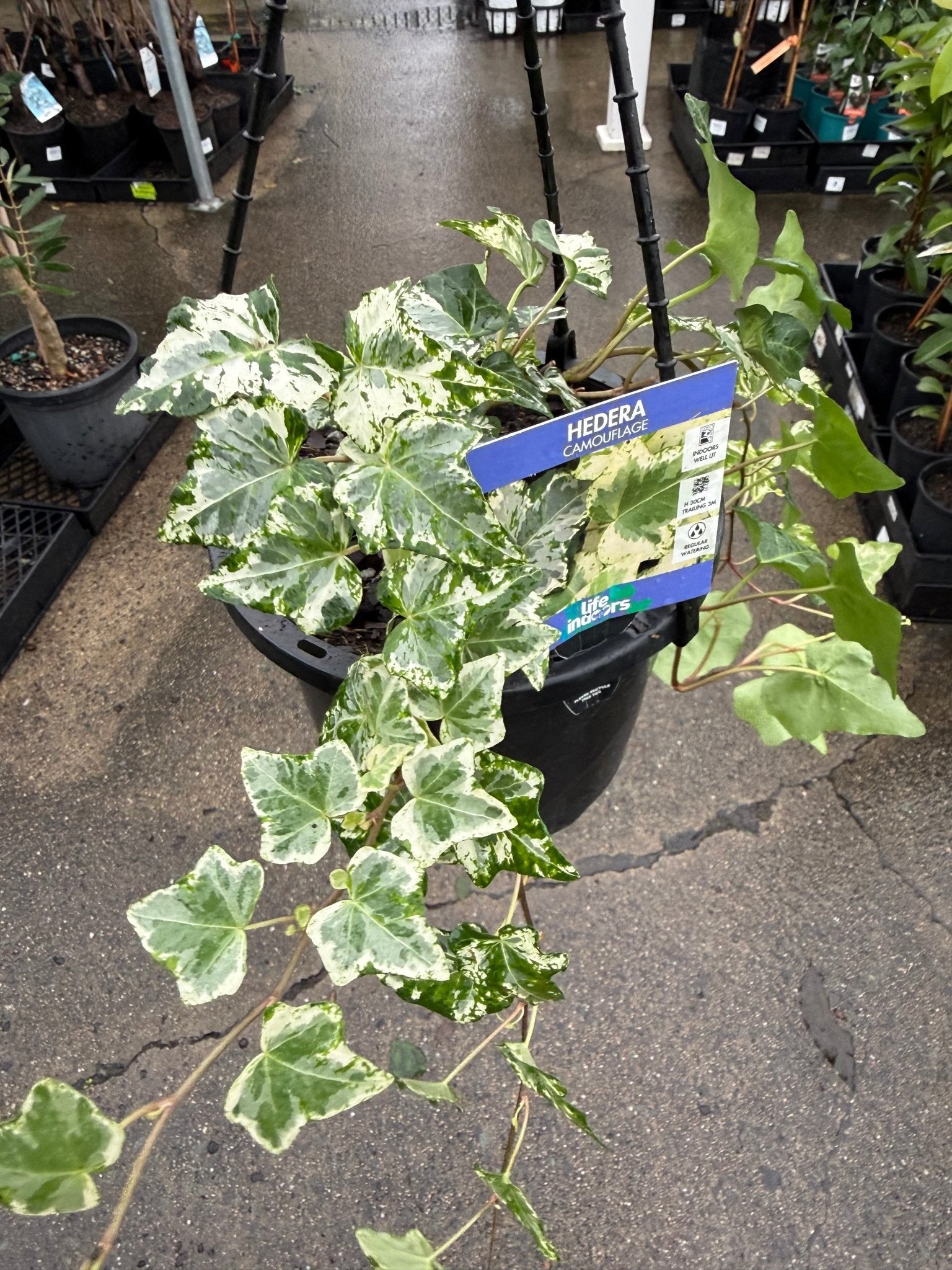 English Ivy 'Camouflage' (Hedera) in Hanger - Ladybird Nursery