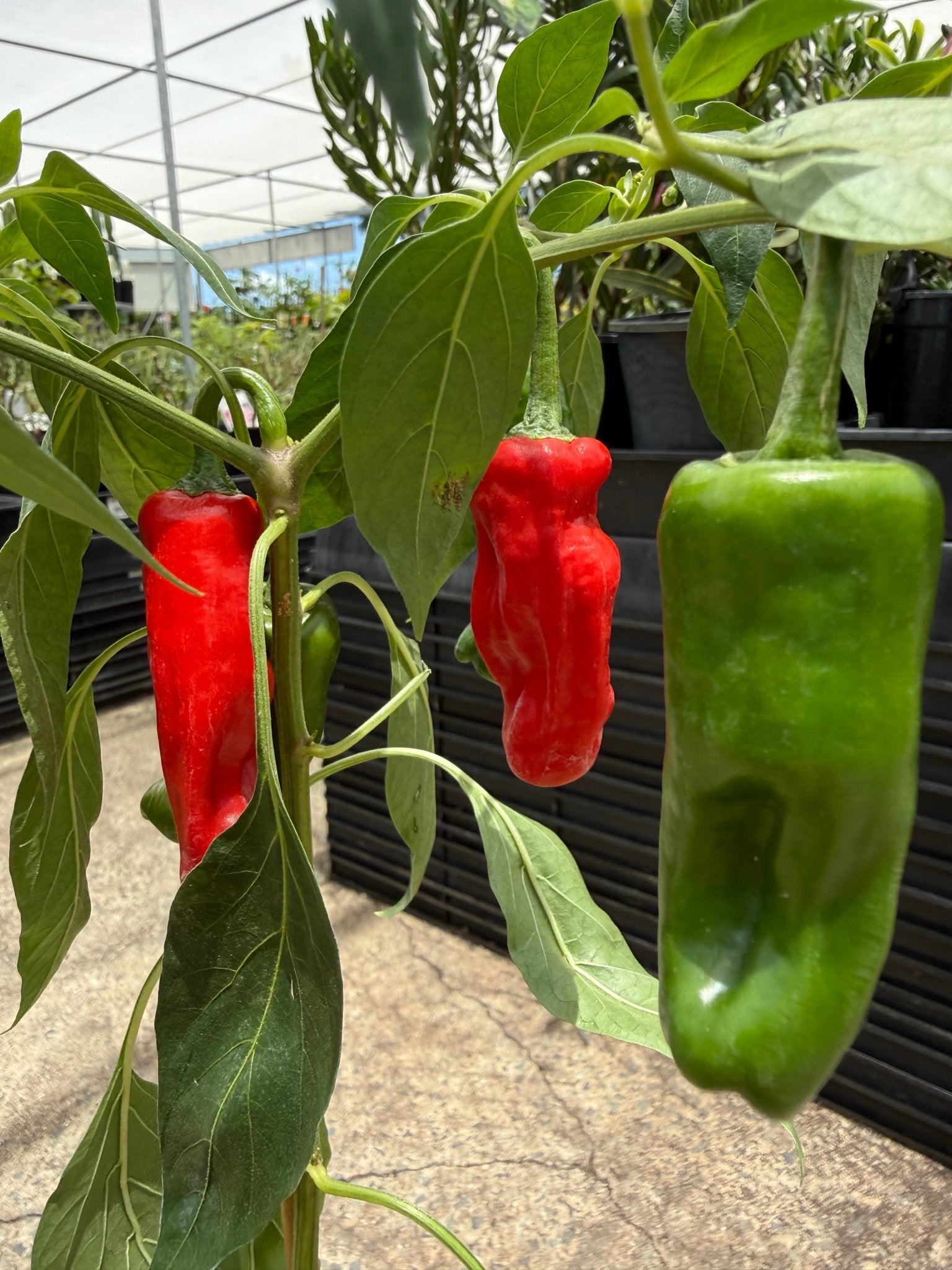 Chilli 'Australian Broome' - Ladybird Nursery