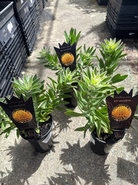 Leucospermum ‘So Majestic’ - Ladybird Nursery