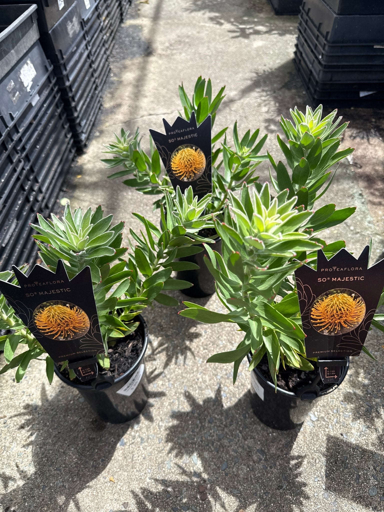 Leucospermum ‘So Majestic’ - Ladybird Nursery