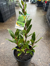 Bay Leaf (Laurus nobilis) - Large - Ladybird Nursery