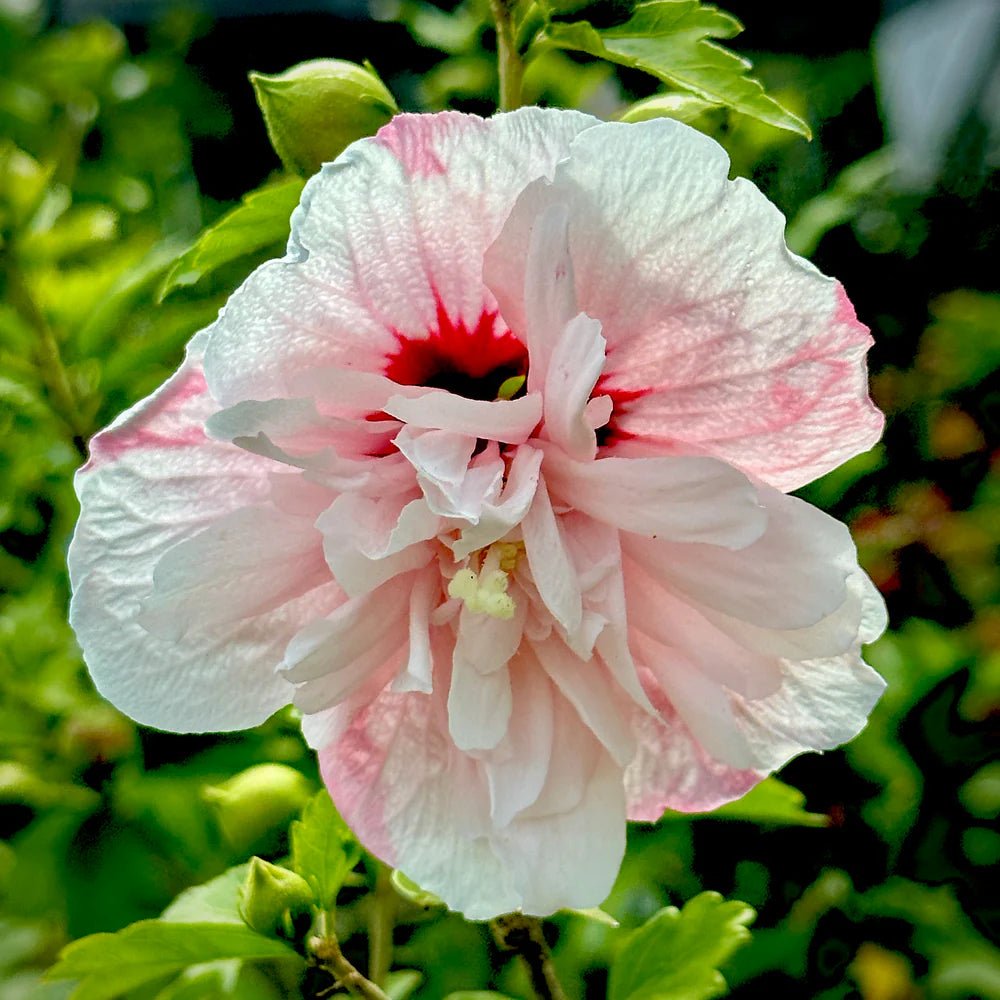 Rose of Sharon Summer Sensations Double Pink (Hibiscus syriacus) - Ladybird Nursery