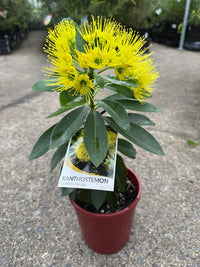Golden Penda 'Expo Gold' (Xanthostemon chrysanthus) - Ladybird Nursery