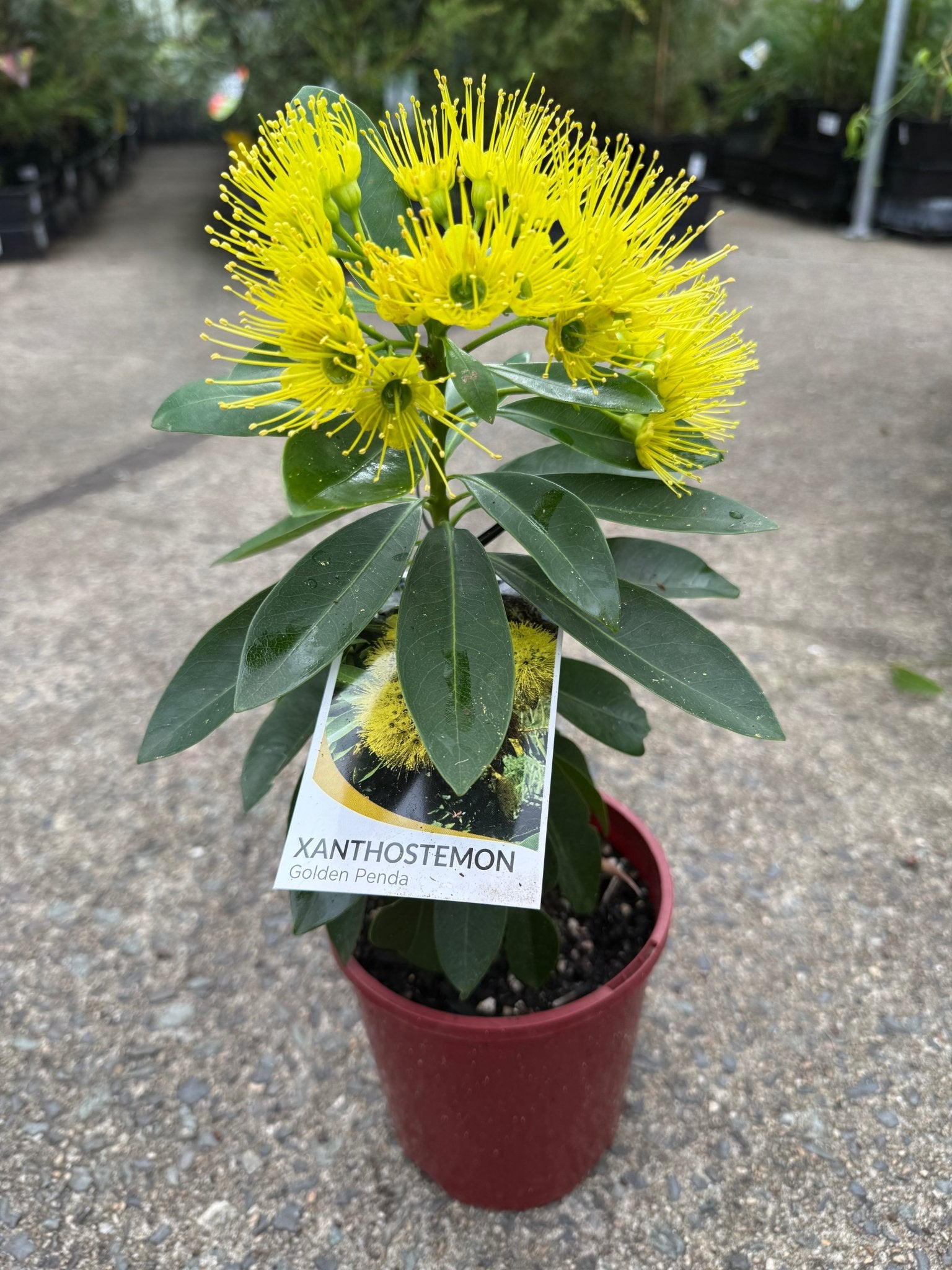Golden Penda 'Expo Gold' (Xanthostemon chrysanthus) - Ladybird Nursery