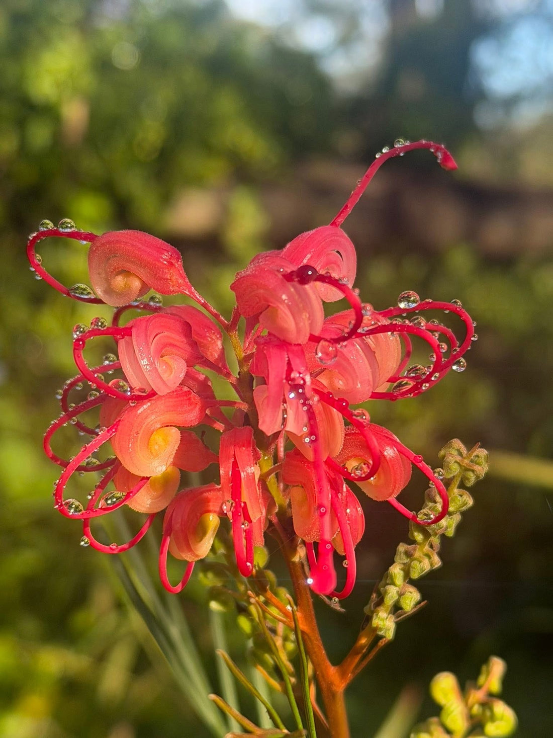 Grevillea 'Elegance' - Large - Ladybird Nursery