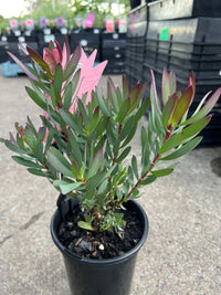 Red Devil (Leucadendron salignum) - Ladybird Nursery